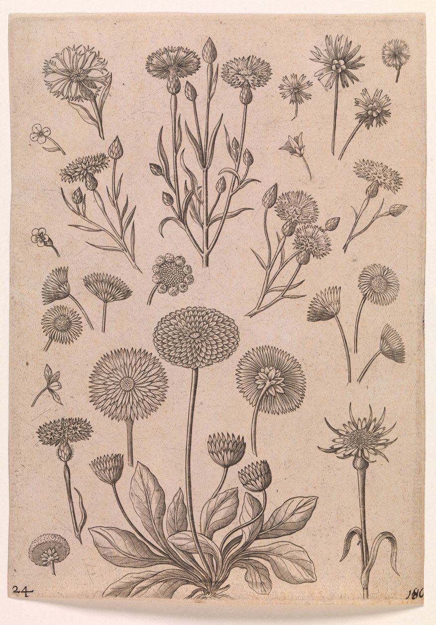 Kornblumen von Adriaen Collaert