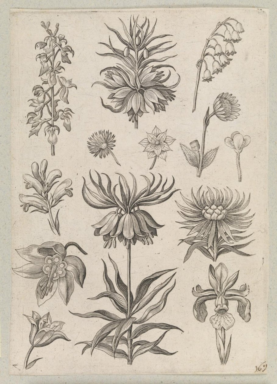 Maiglöckchen von Adriaen Collaert