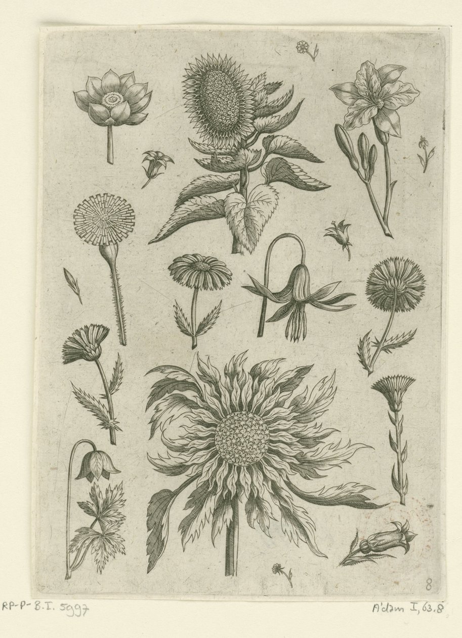 Sonnenblume und andere Blumen von Adriaen Collaert