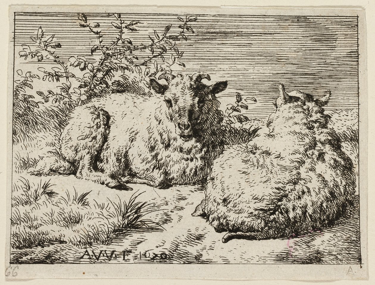 Zwei Schafe von Adriaen van de Velde