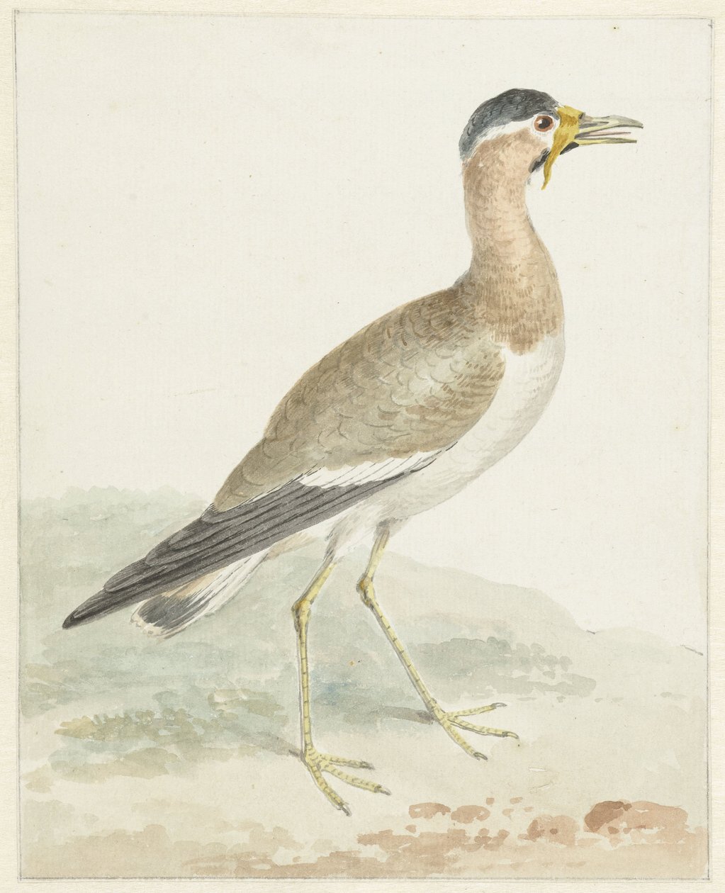 Gelbwangen-Kiebitz von Aert Schouman (possibly)