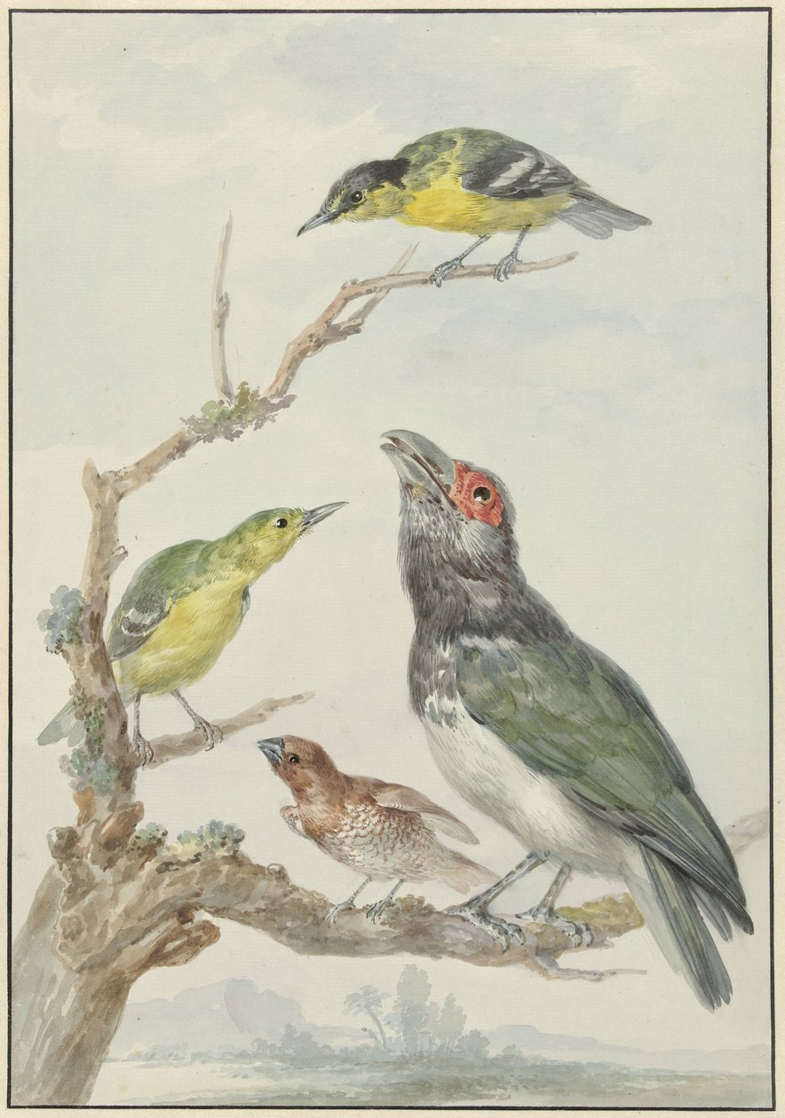 Vier verschiedene Vögel auf einem Ast von Aert Schouman