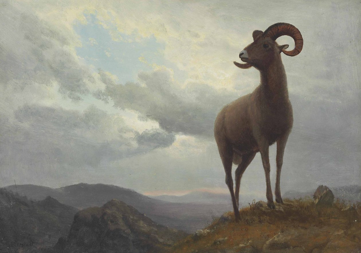 Langhornschaf von Albert Bierstadt