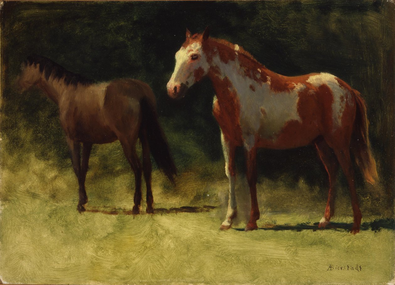 Zwei Pferde von Albert Bierstadt