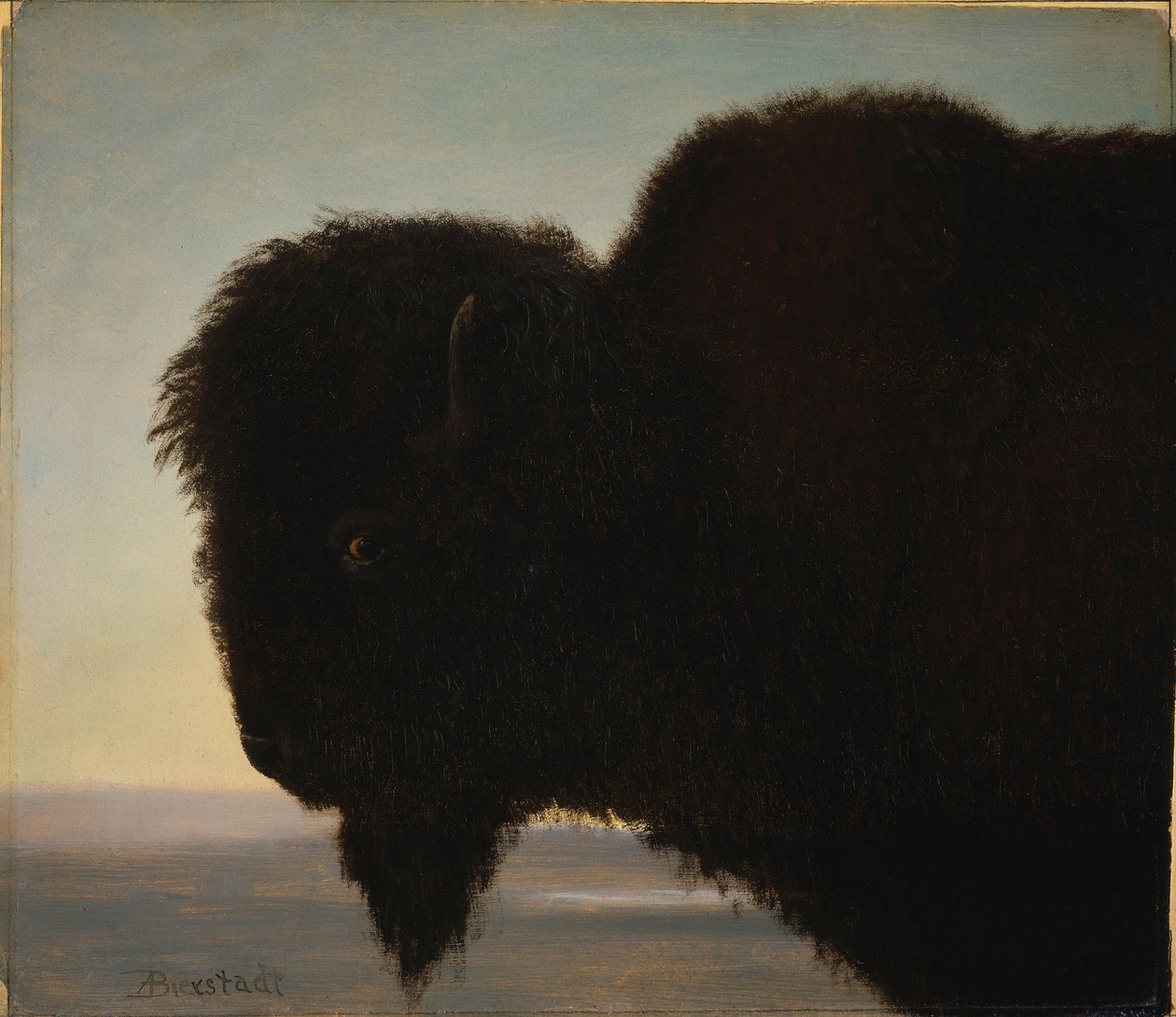 Büffelkopf von Albert Bierstadt
