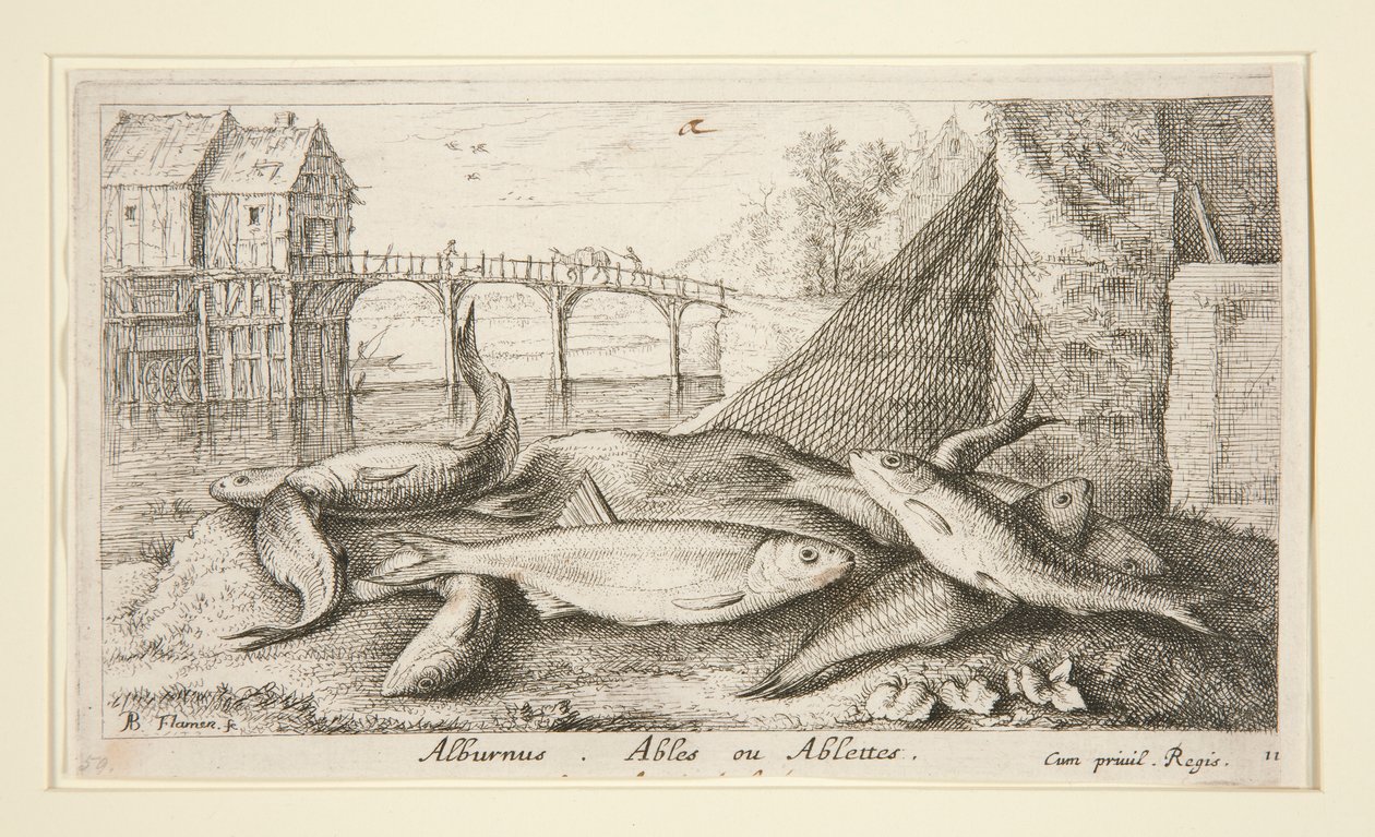 Alburnus. Ables oder Ablettes von Albert Flamen
