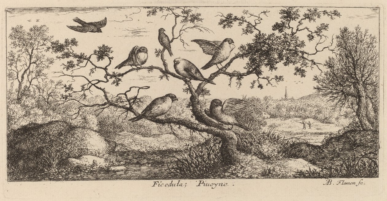 Ficedula, der Gimpel von Albert Flamen
