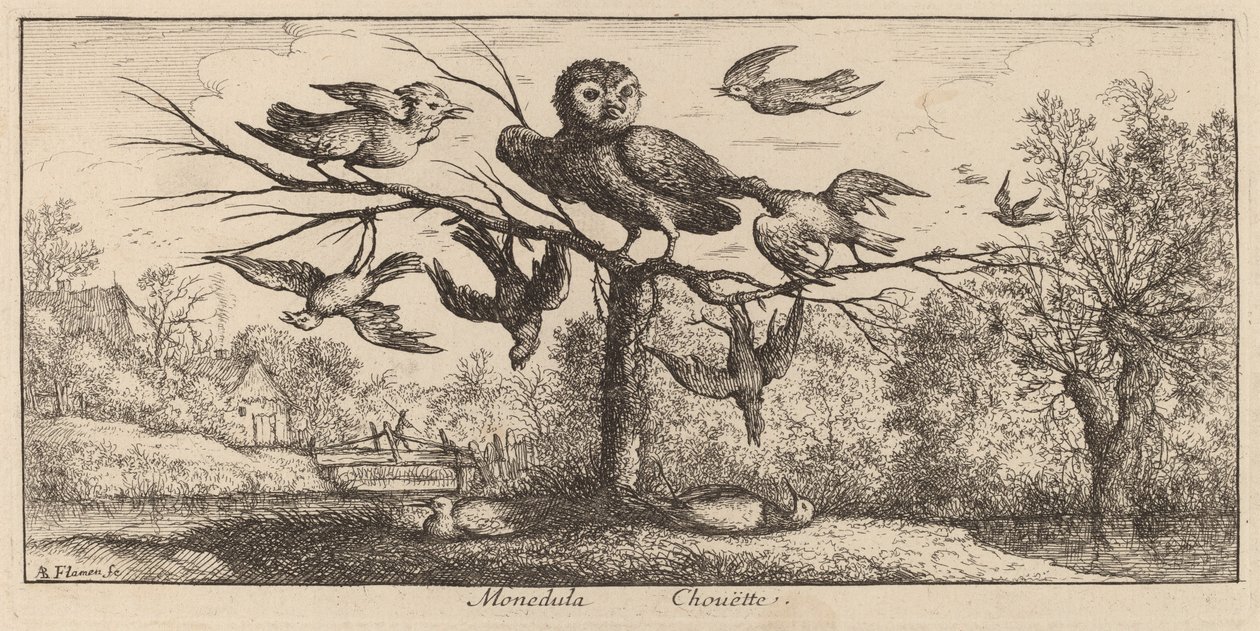 Monedula, die Eule von Albert Flamen