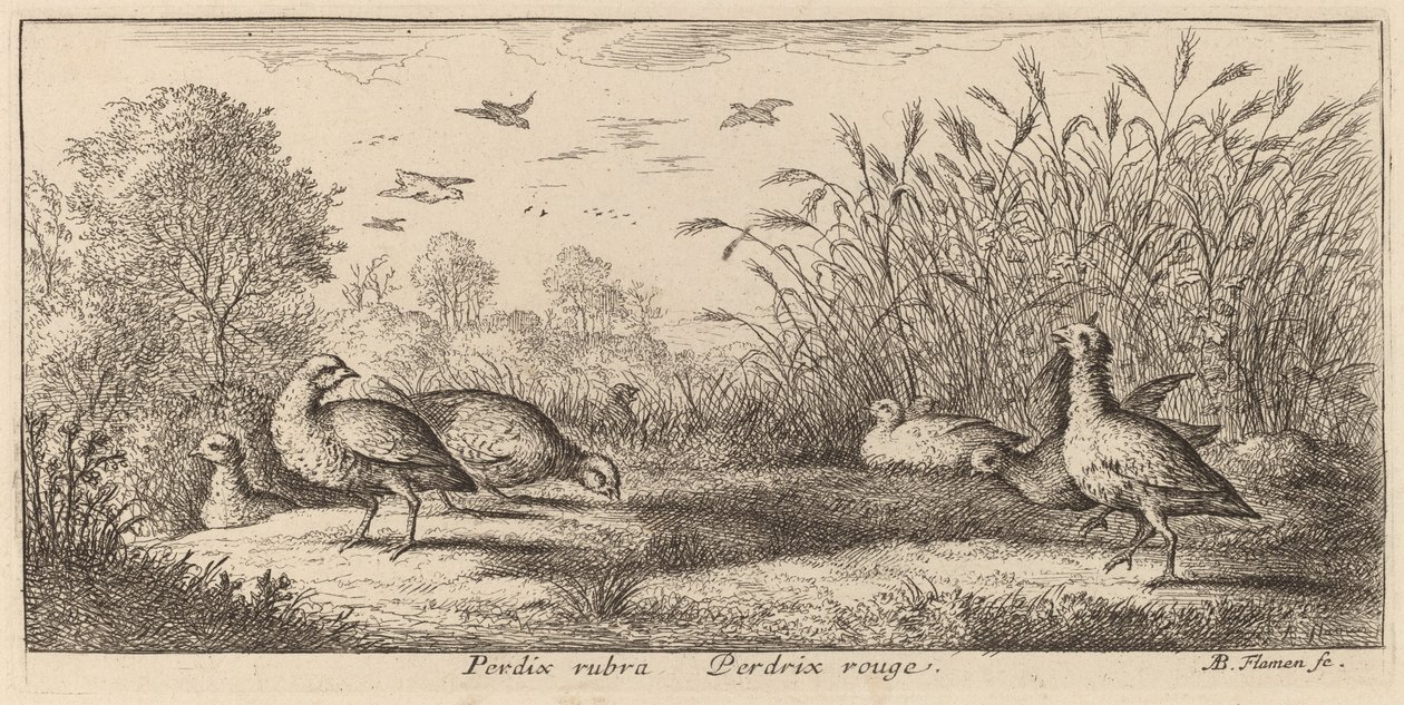 Pedrix rubra, das Rothuhn von Albert Flamen