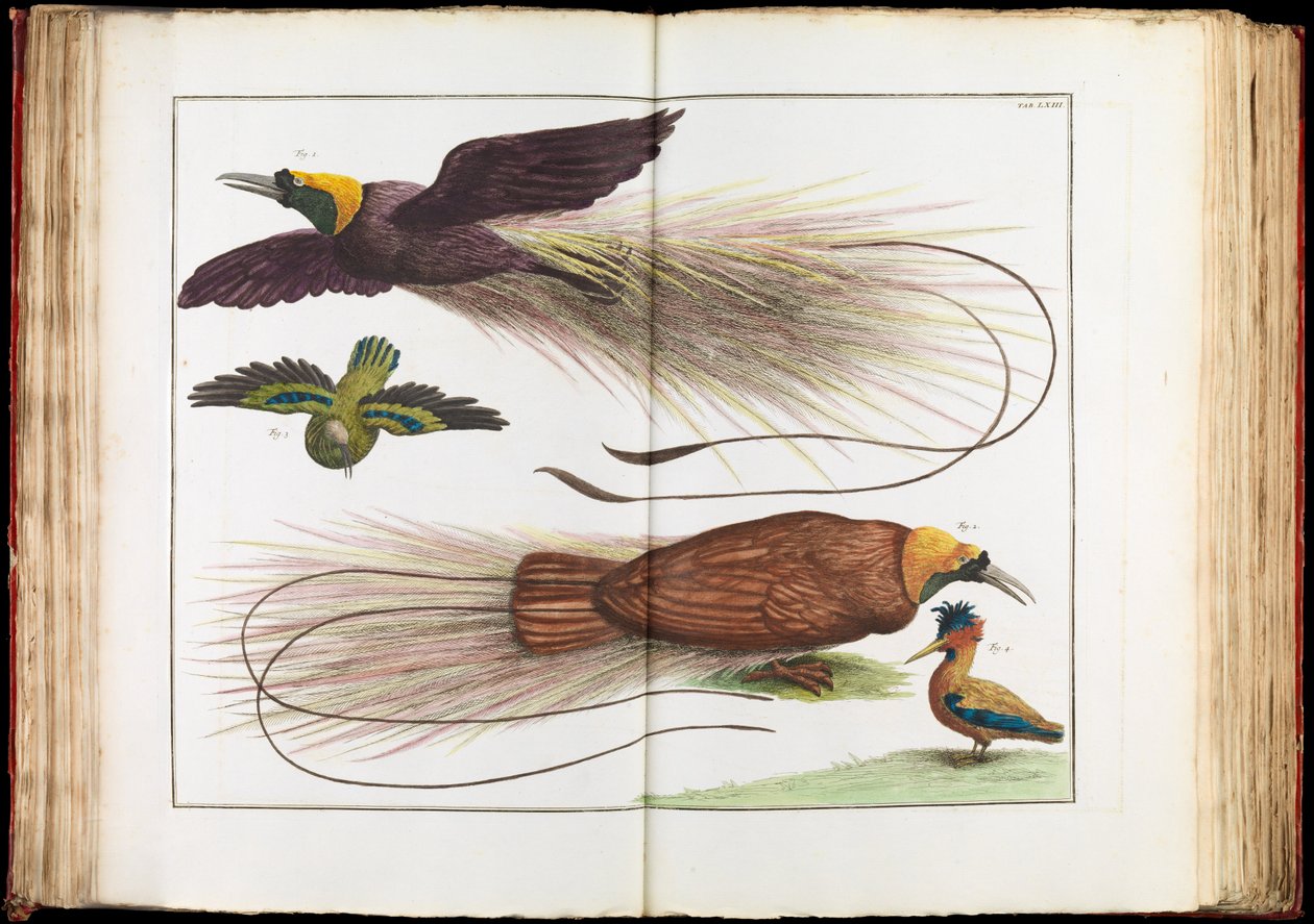 Paradiesvögel, Paradisaeidae von Albertus Seba