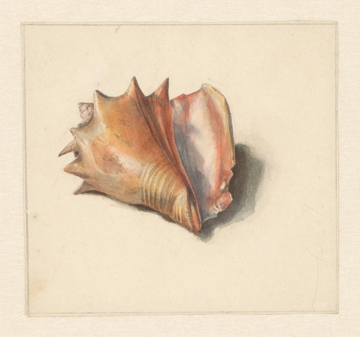 Studie einer Muschel von Albertus Steenbergen