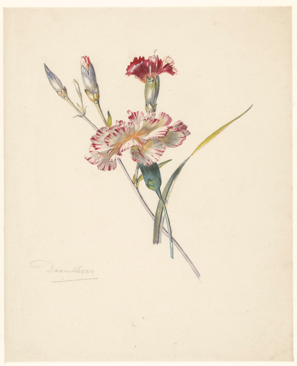 Studienblatt mit Nelken von Albertus Steenbergen