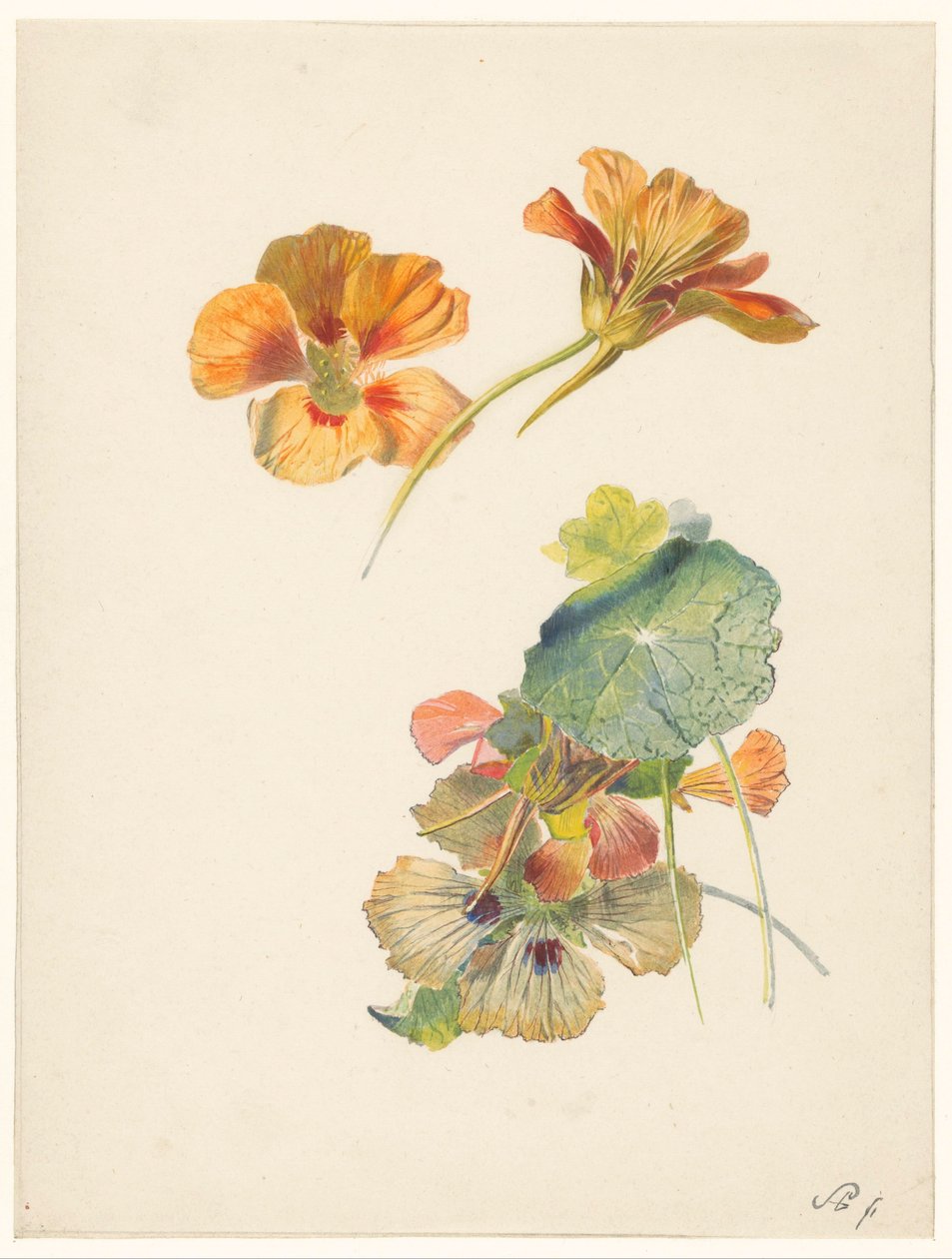 Studienblatt mit Kapuzinerkresse von Albertus Steenbergen