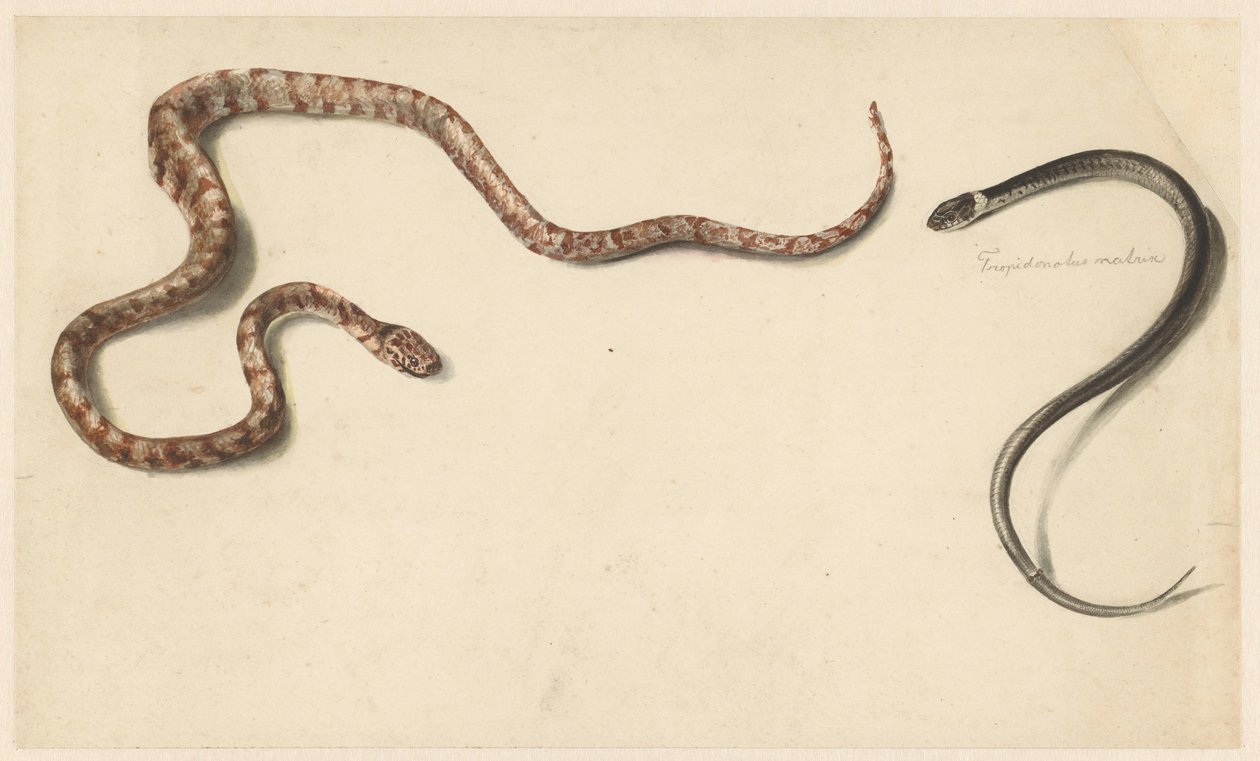Zwei tropische Schlangen von Albertus Steenbergen