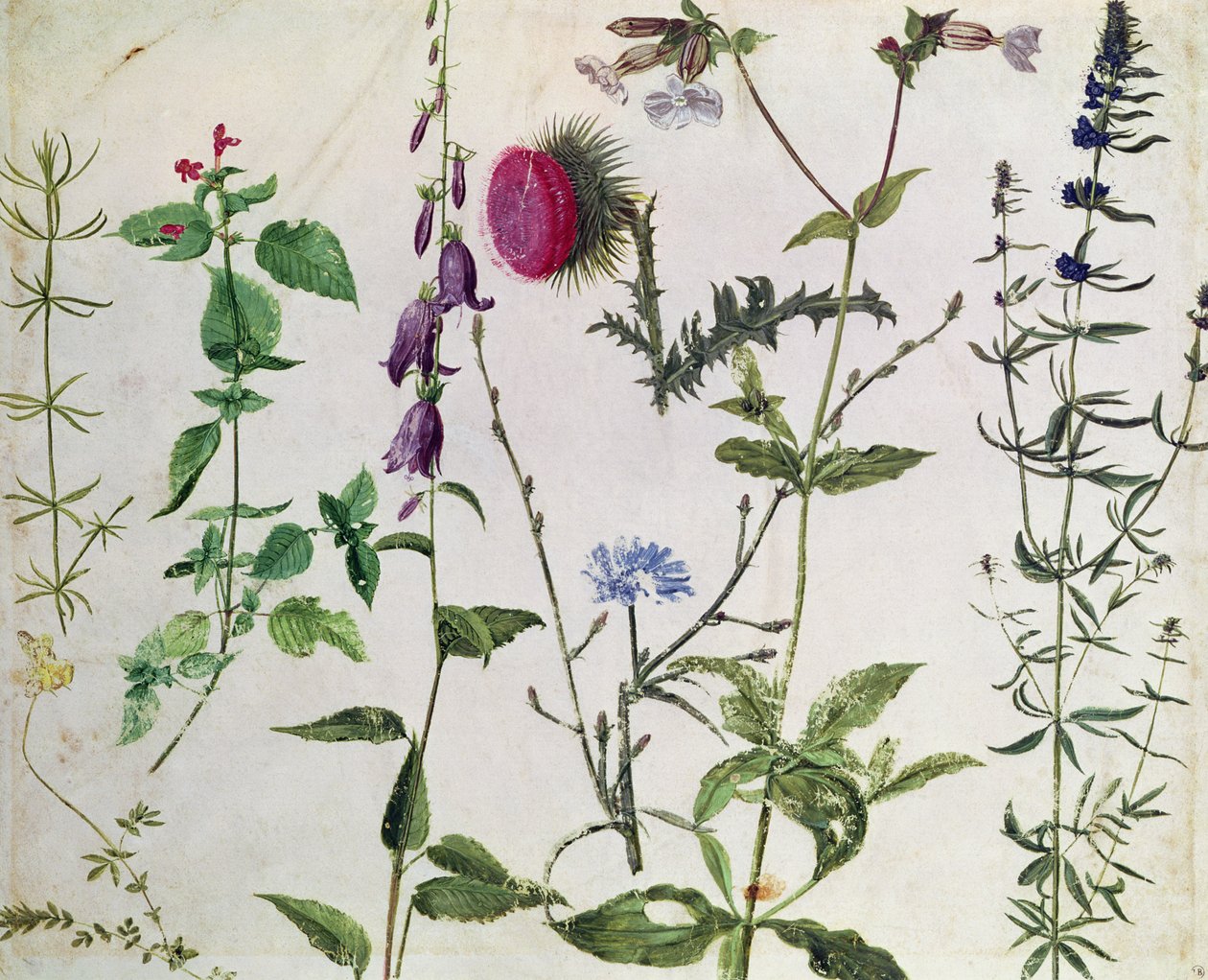 Acht Studien von Wildblumen von Albrecht Dürer