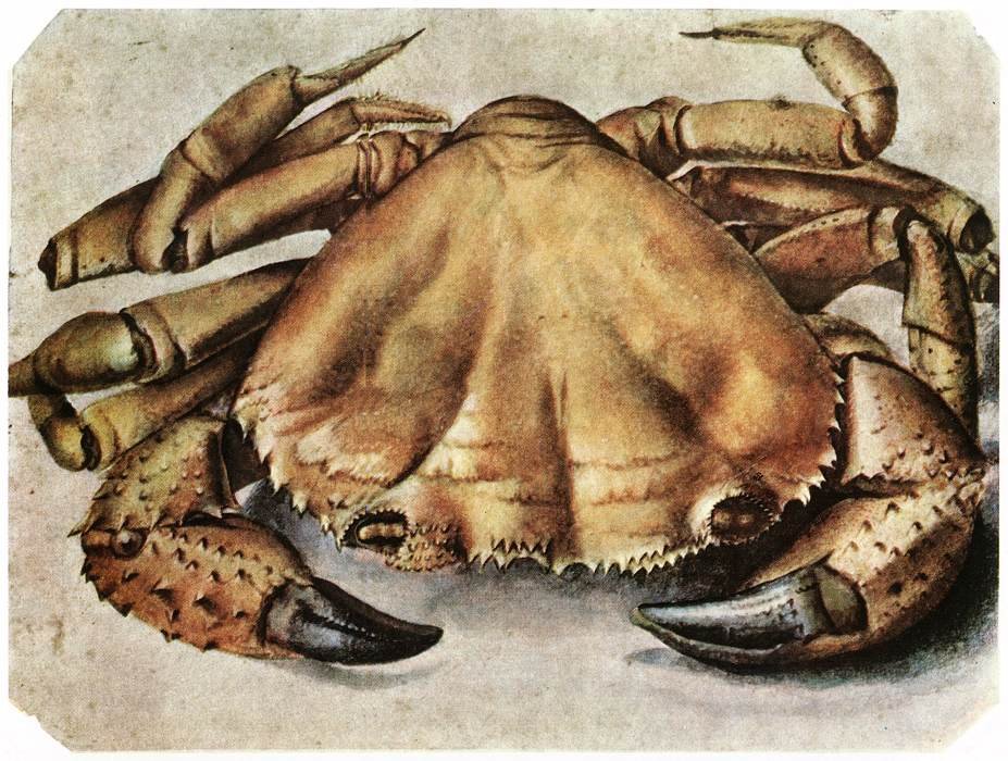 Krebs von Albrecht Dürer