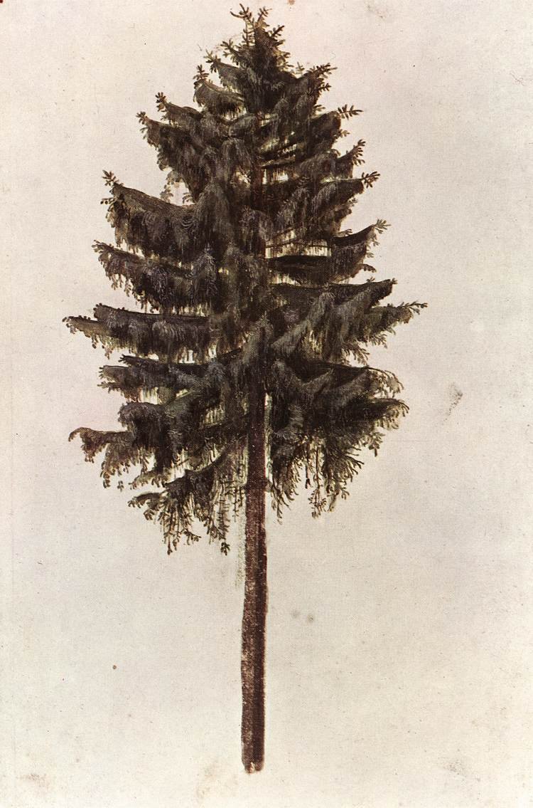 Fichte von Albrecht Dürer
