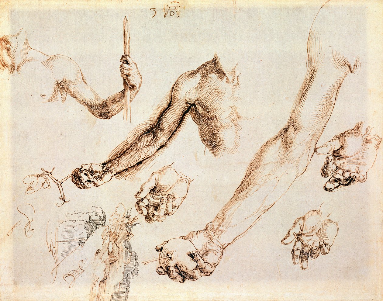 Studie von männlichen Händen und Armen von Albrecht Dürer