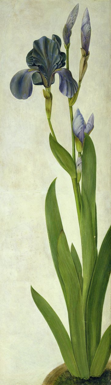 Eine Iris von Albrecht Dürer
