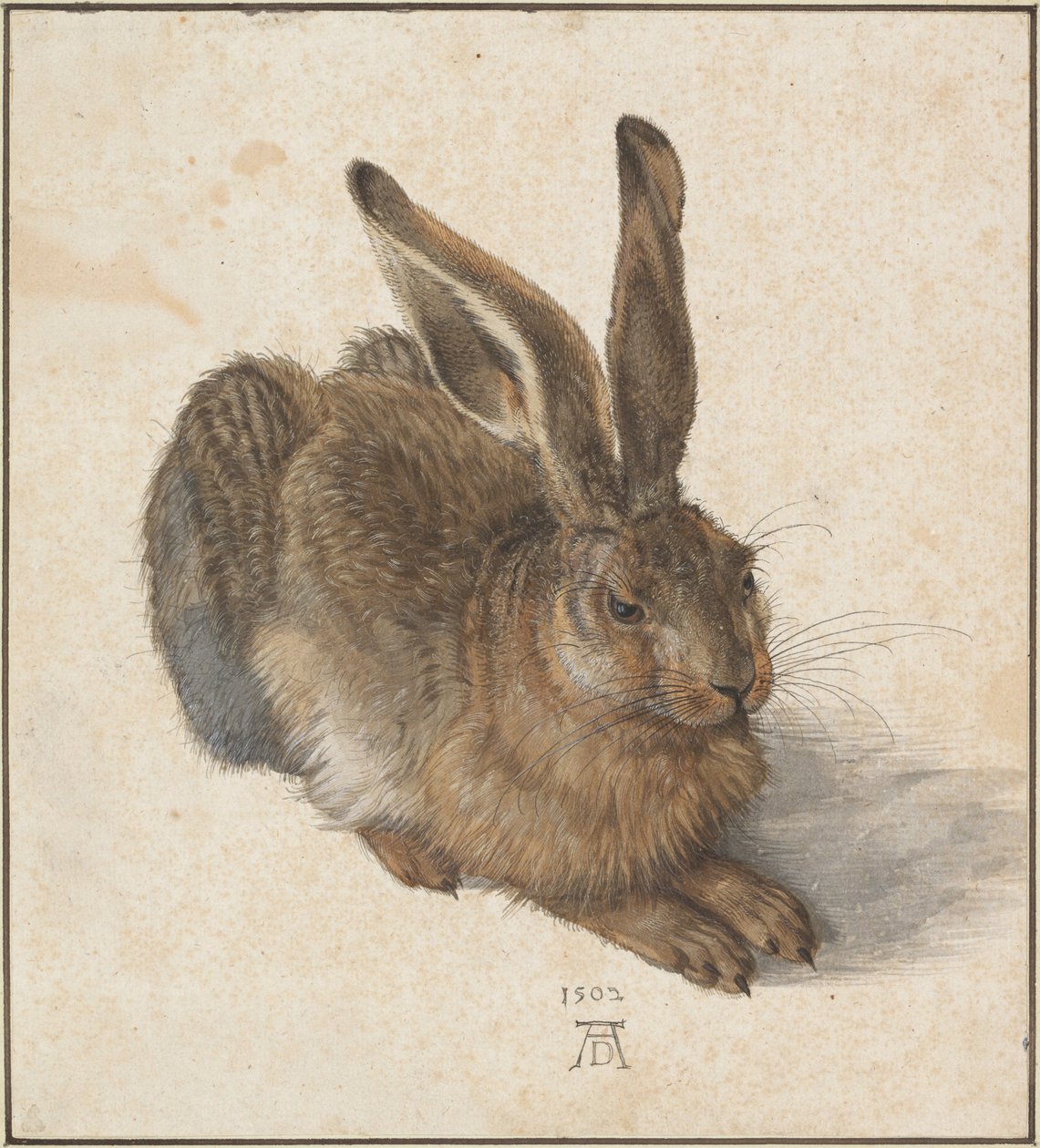 Hase, 1502 von Albrecht Dürer