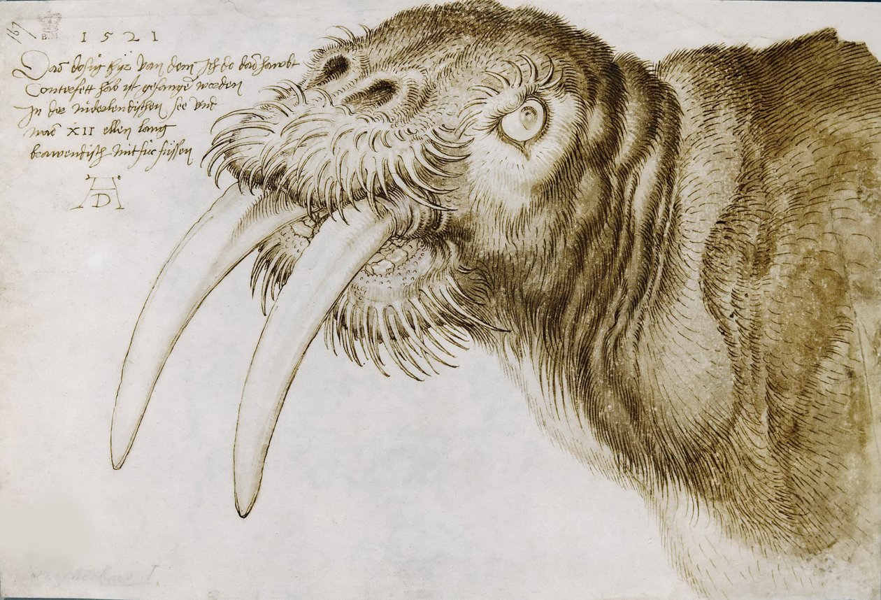 Kopf eines Walrosses, 1521 von Albrecht Dürer