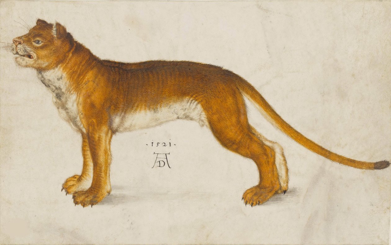 Löwin, 1521 von Albrecht Dürer