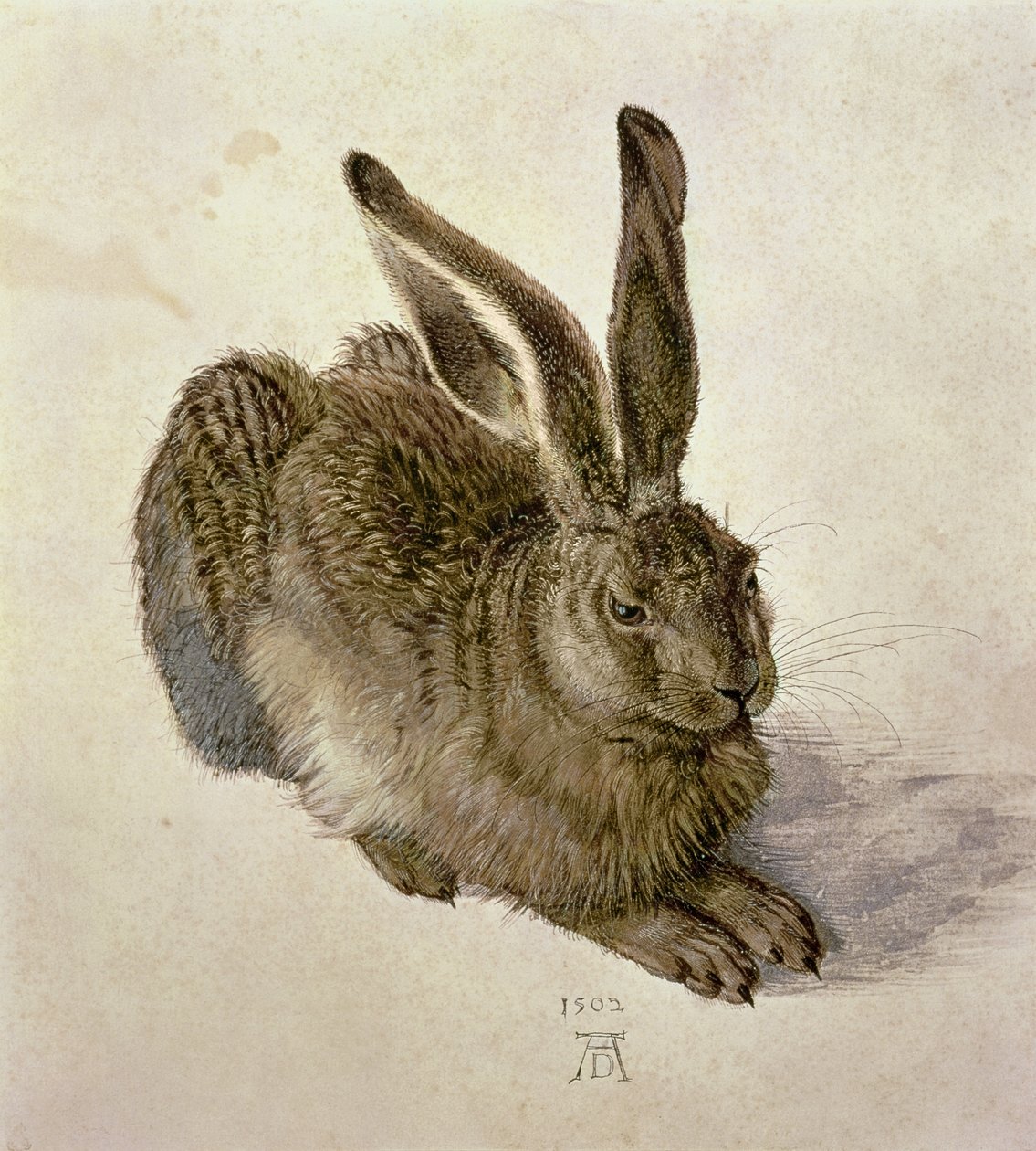 Junger Hase von Albrecht Dürer