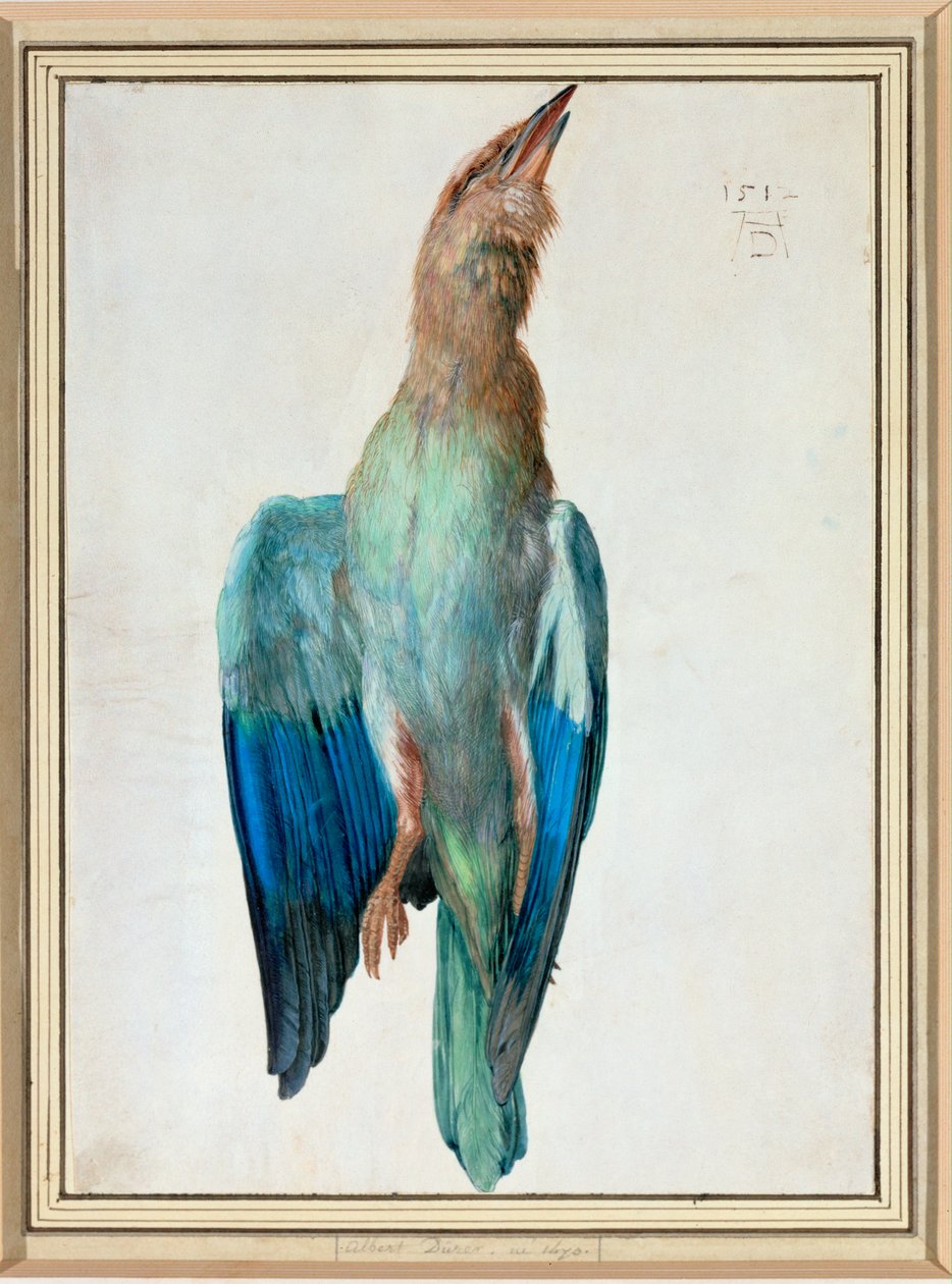 Blaue Rolle von Albrecht Dürer or Duerer