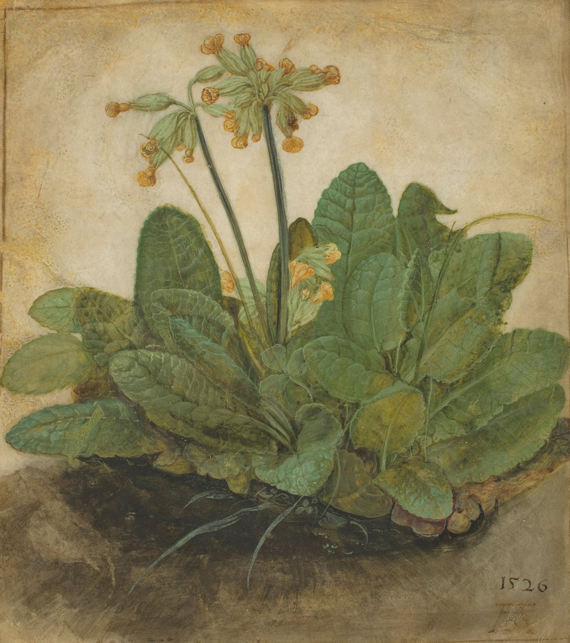Büschel von Schlüsselblumen, 1526 von Albrecht Dürer