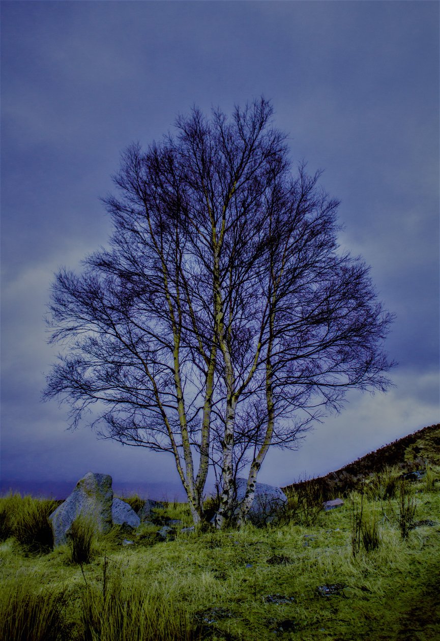 Zweifarbige Landschaft von Alex Caminker