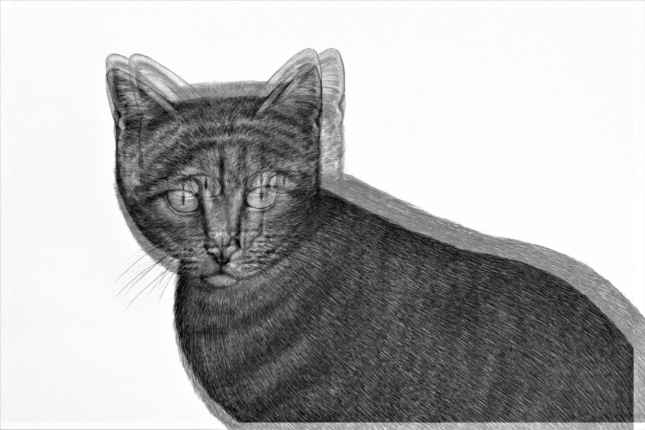 Elektrische Katze, 2019 von Alex Caminker