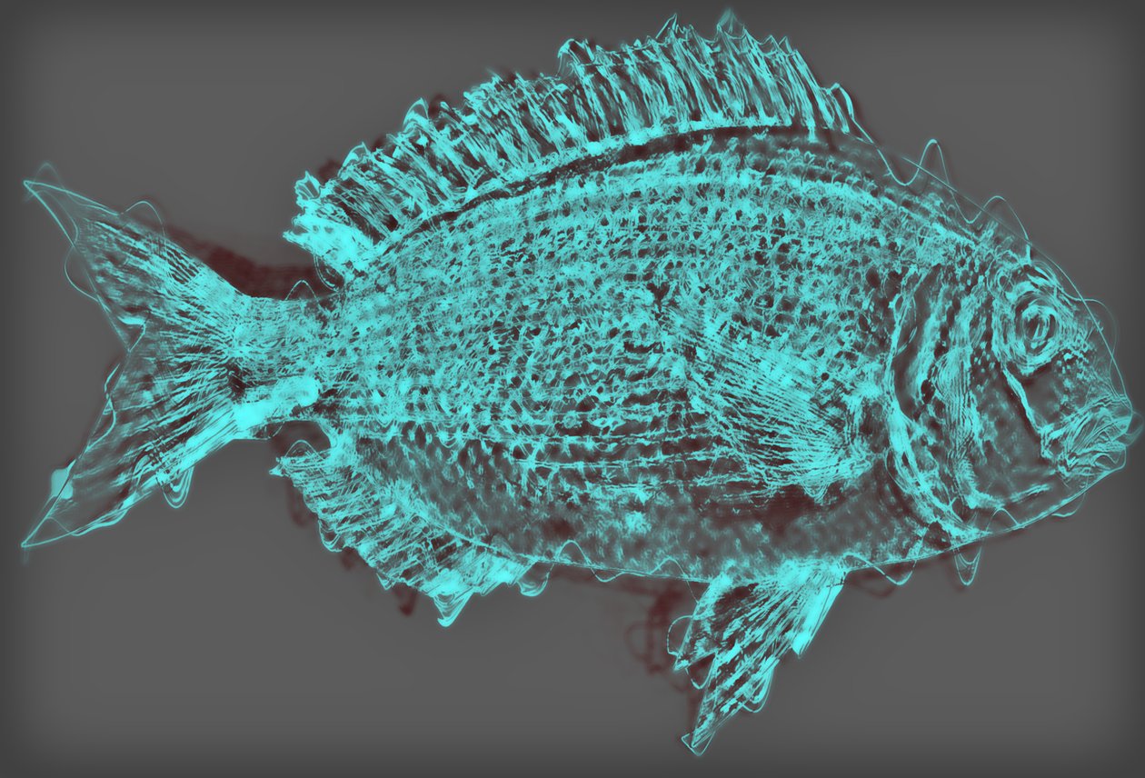 Fisch II, 2020 von Alex Caminker