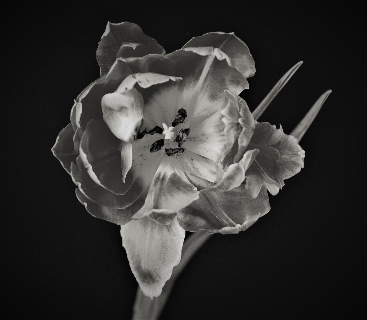 Blumengeometrie von Alex Caminker
