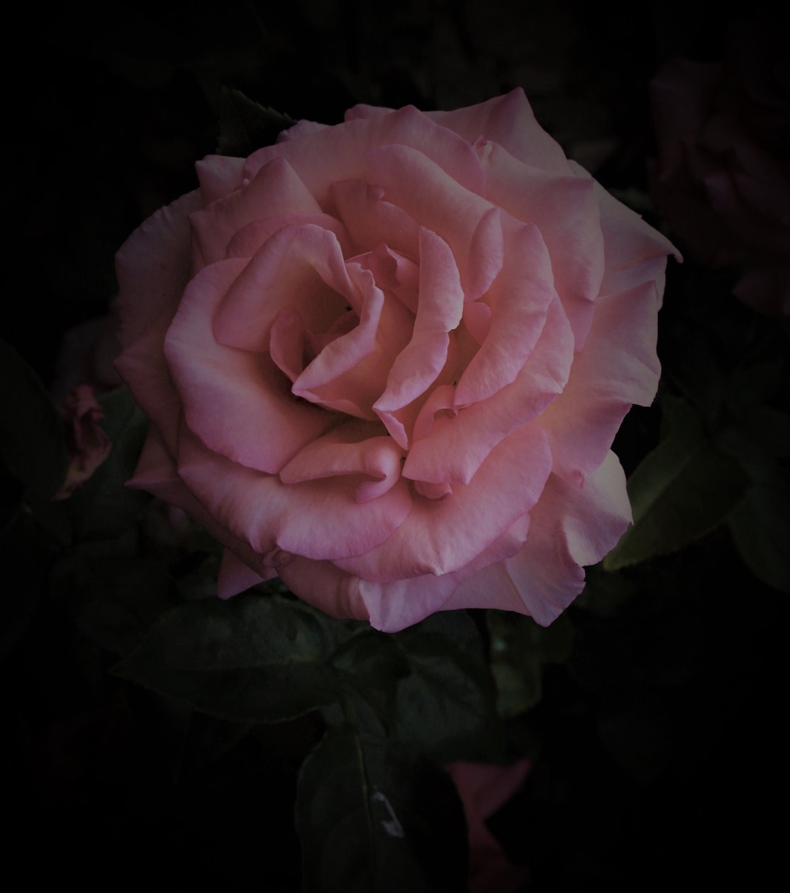 Rosa Planet von Alex Caminker