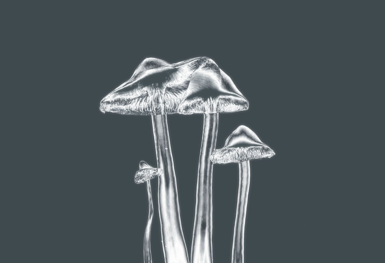 Silberpilze von Alex Caminker
