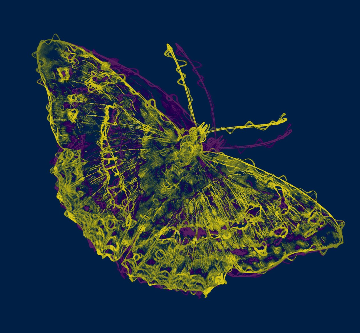 Gelber Schmetterling, 2020 von Alex Caminker