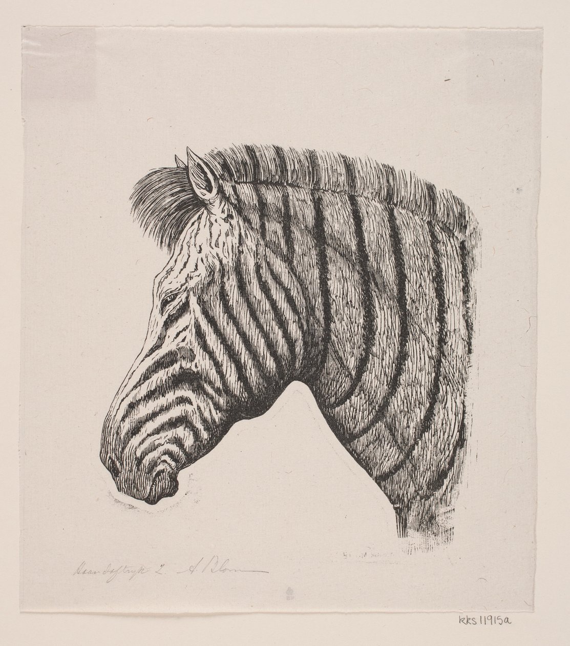 Kopf eines Zebras von Alexander Blom