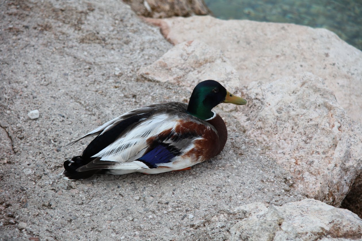 Die Ente von Alexandra Joseph
