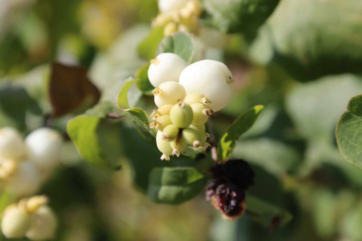 Schneebeere 2 von Alexandra Joseph