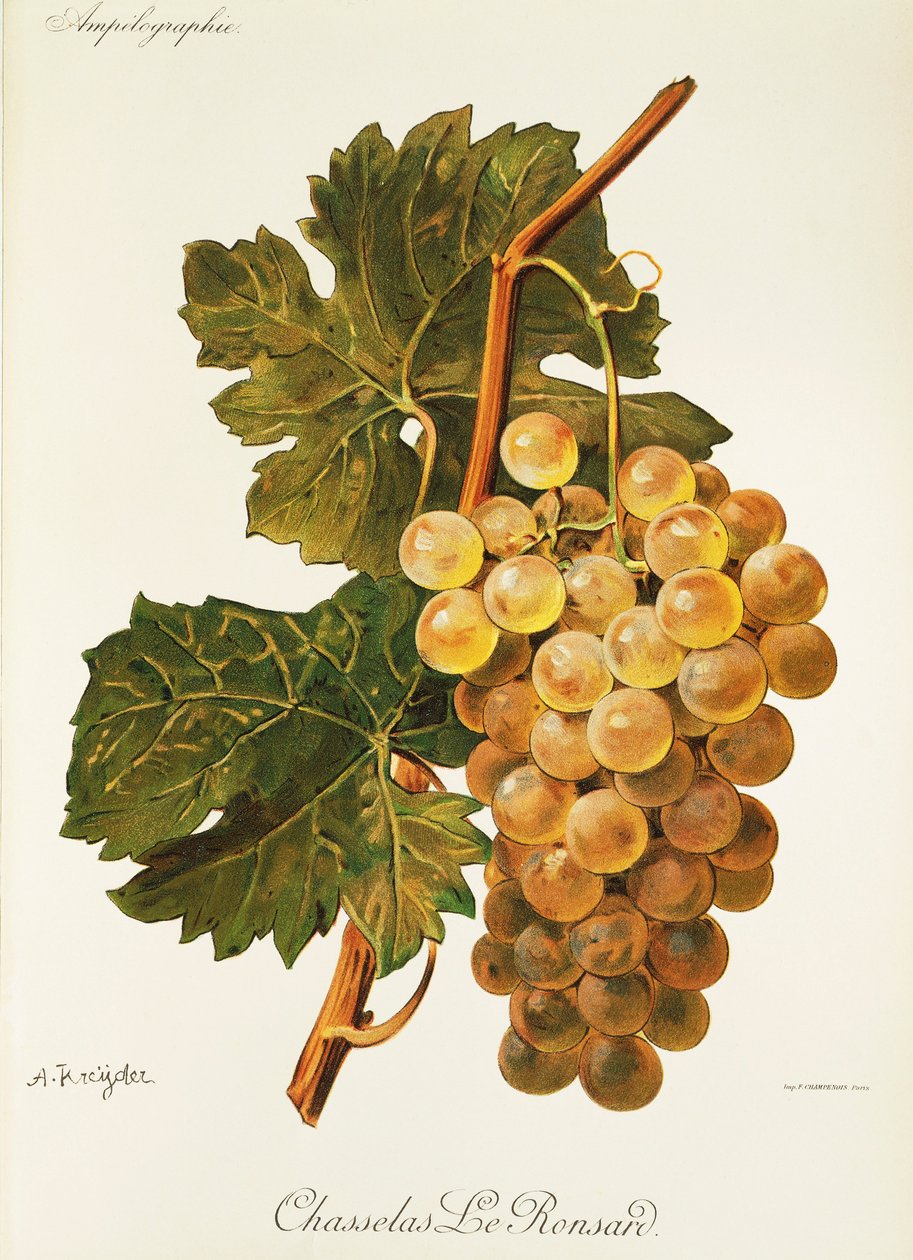 Chasselas Le Ronsard-Traube von Alexis Kreyder