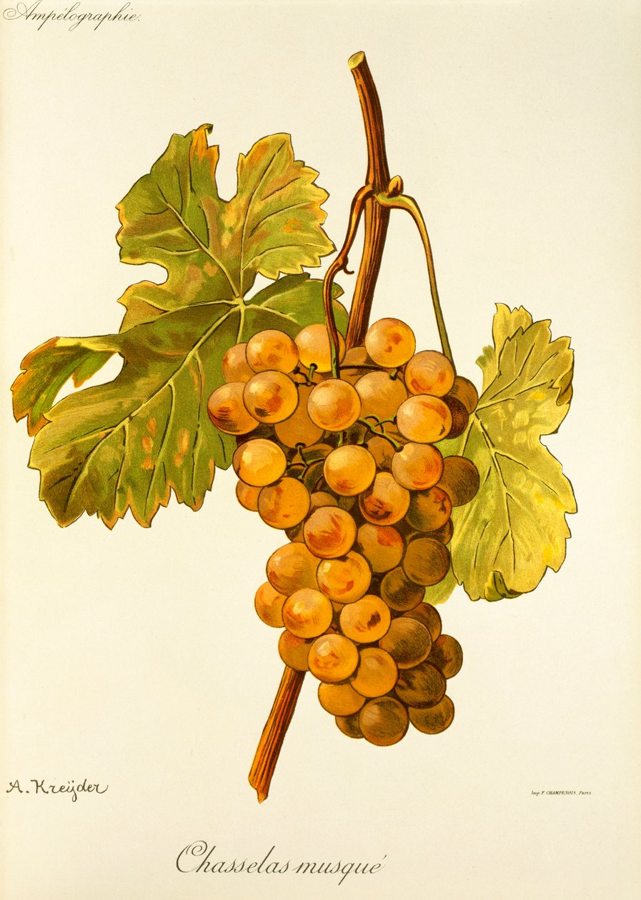 Chasselas Musqué-Traube von Alexis Kreyder