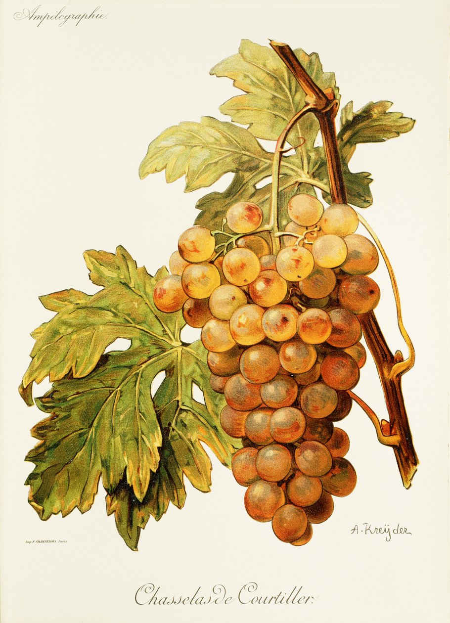 Chasselas de Courtiller-Traube von Alexis Kreyder