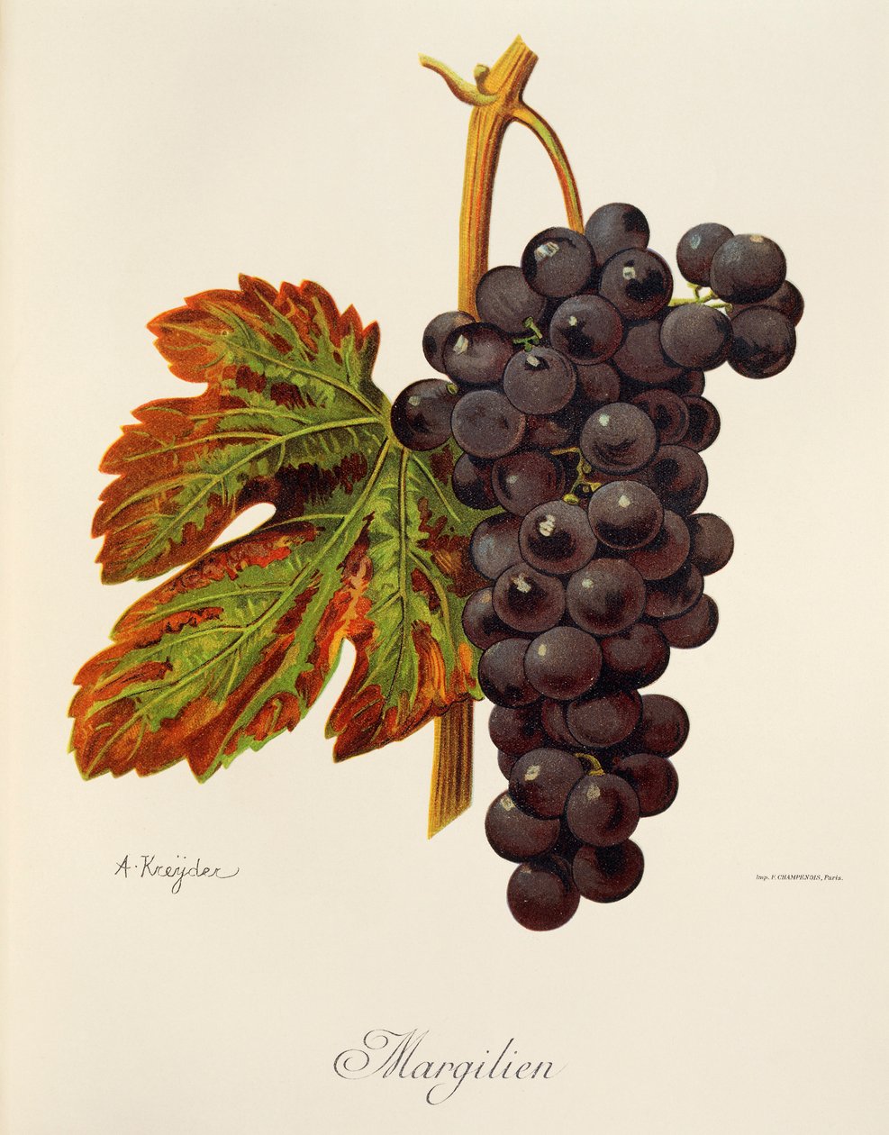 Margilien Traube von Alexis Kreyder