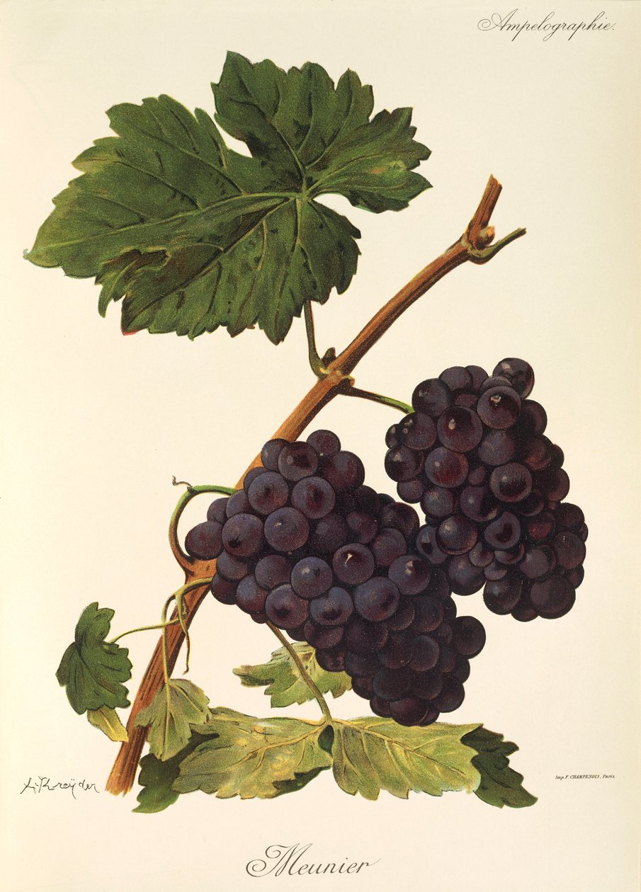 Meunier-Traube von Alexis Kreyder