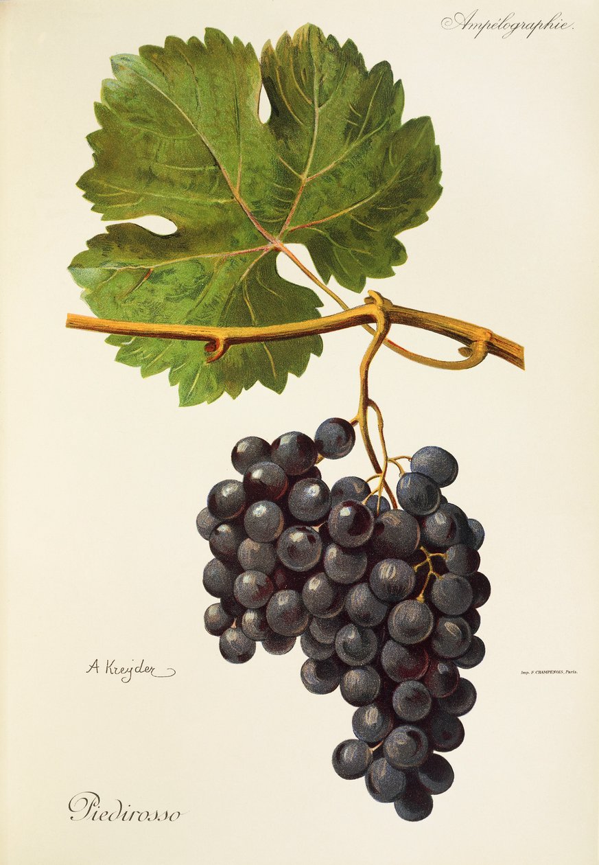 Piedirosso-Traube von A. Kreyder von Alexis Kreyder