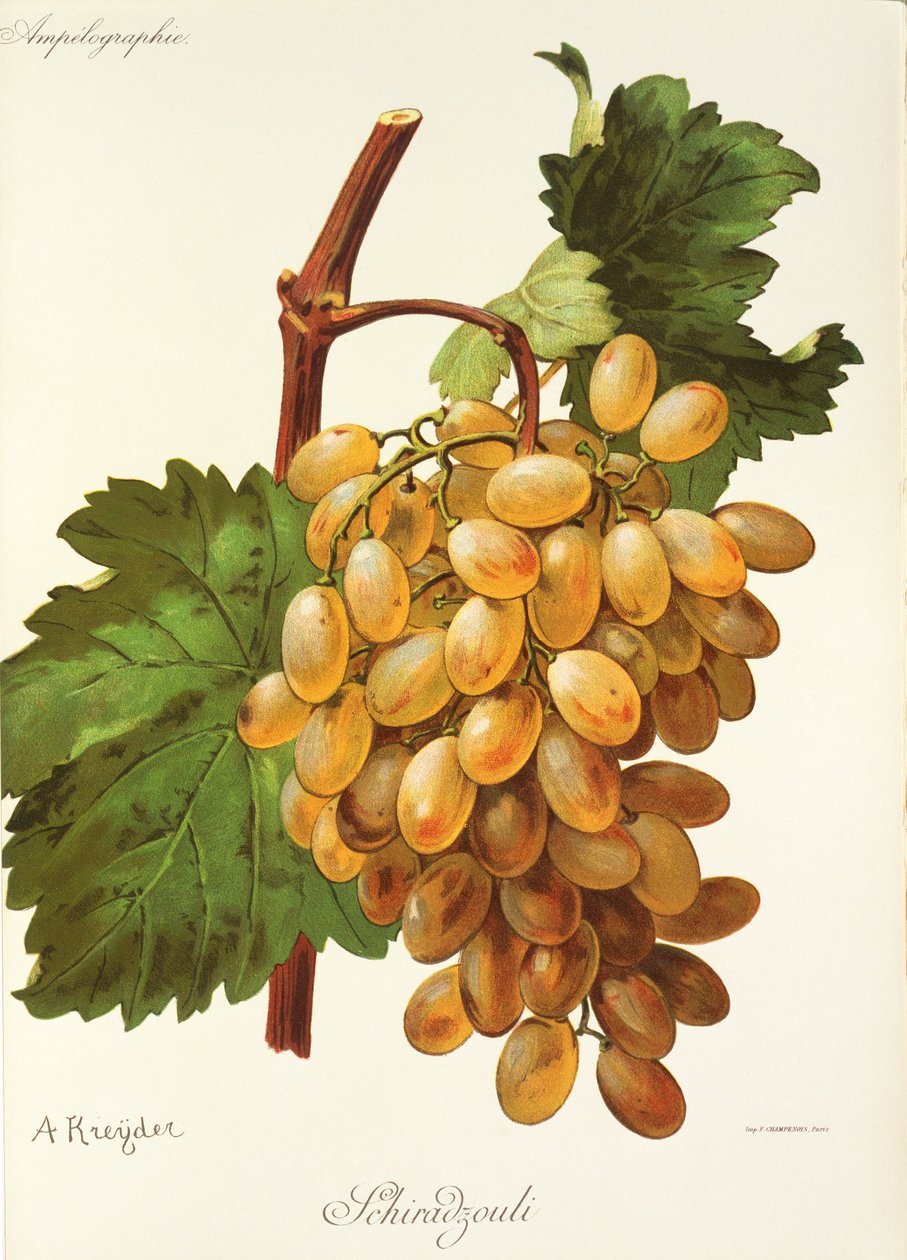 Schiradzouli Traube von A. Kreyder von Alexis Kreyder
