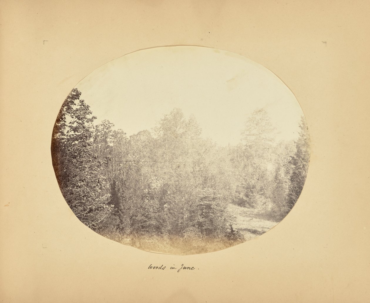Wälder im Juni von Alfred Booth