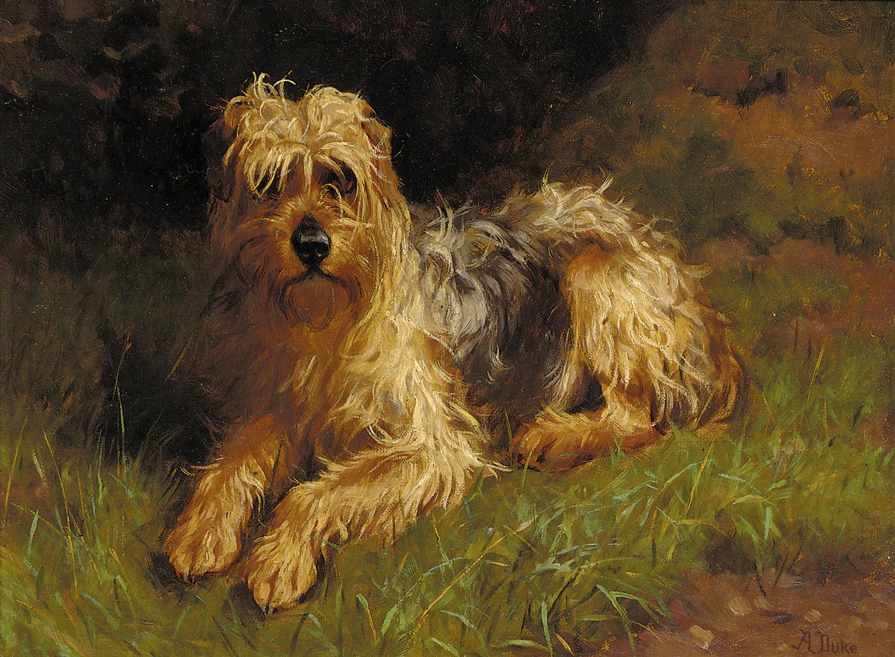 Weichhaariger Wheaten Terrier von Alfred Duke