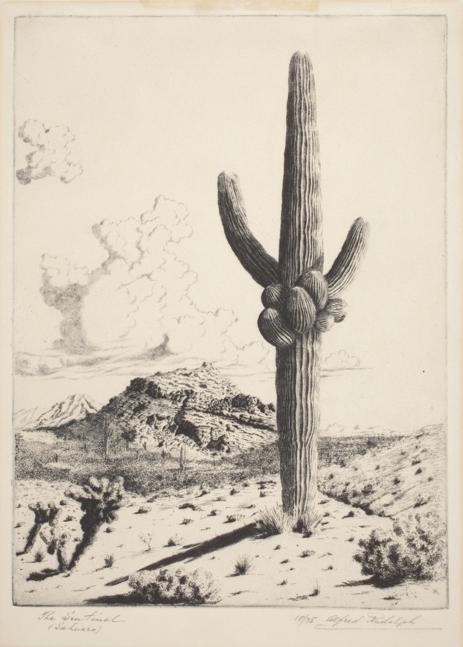 Der Wächter (Sahuaro) von Alfred Rudolph Waud