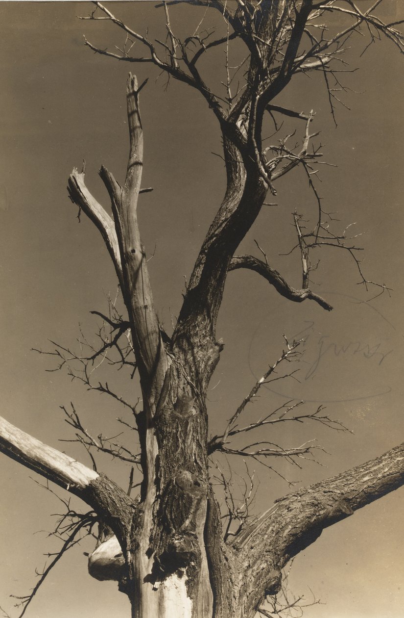 Sterbende Kastanie (Rückseite) von Alfred Stieglitz